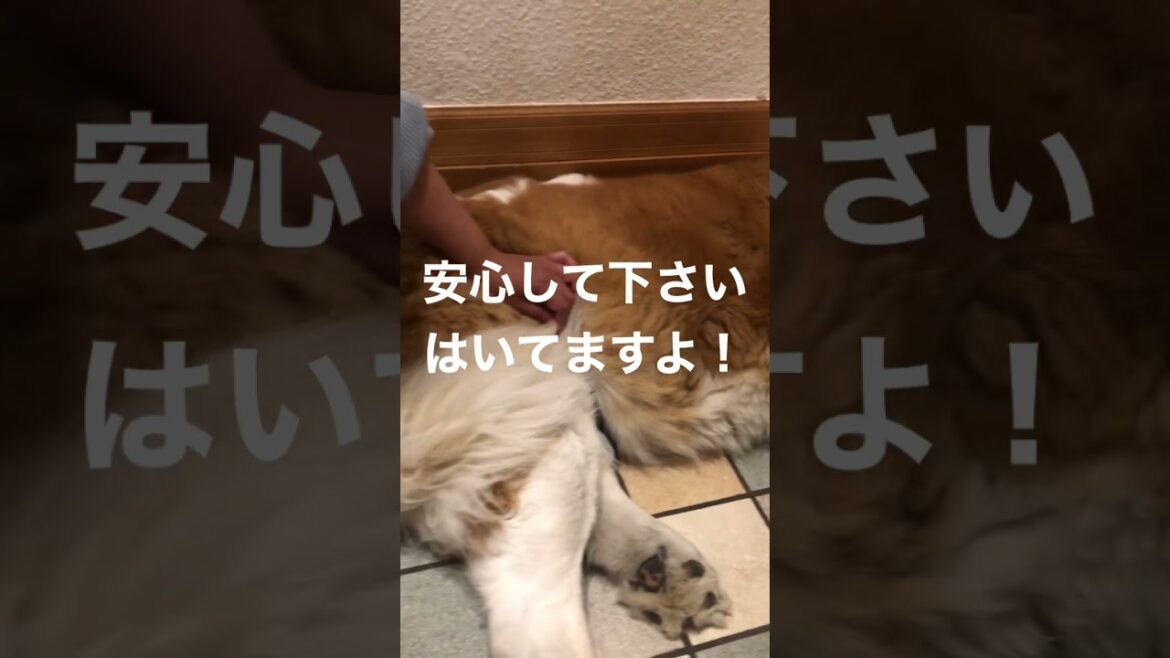 とにかく明るい安村さんのベルバージョン　安心して下さい　#セントバーナード #saintbernard #超大型犬 #dog