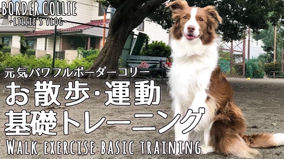 散歩だけじゃ満足しないボーダーコリーの運動と基礎トレーニング/Border collie walk, exercise and training