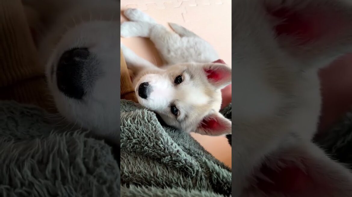 そばから離れないシベリアンハスキー子犬さん #shorts