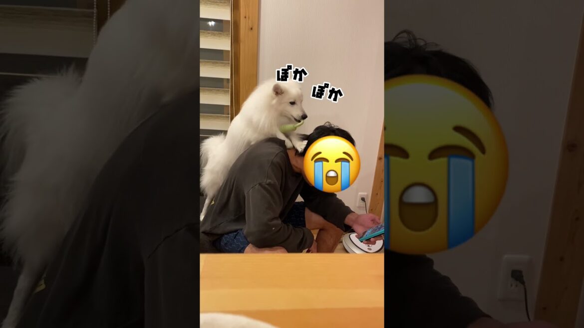 遊びながら飼い主をぽかすかにする犬かわいい　#日本スピッツ #japanesespitz #shorts