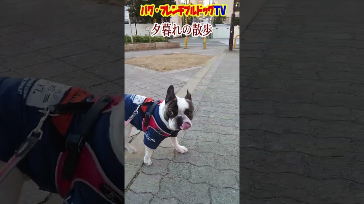 夕暮れのお散歩　フレンチブルドッグ『ぶーちゃん日記』