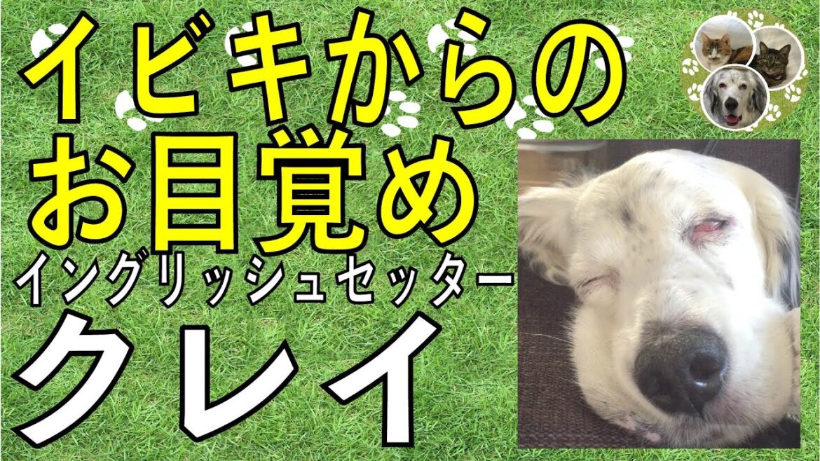 イングリッシュセッター / クー / 大イビキからの目覚めからのまた寝るのか・・・