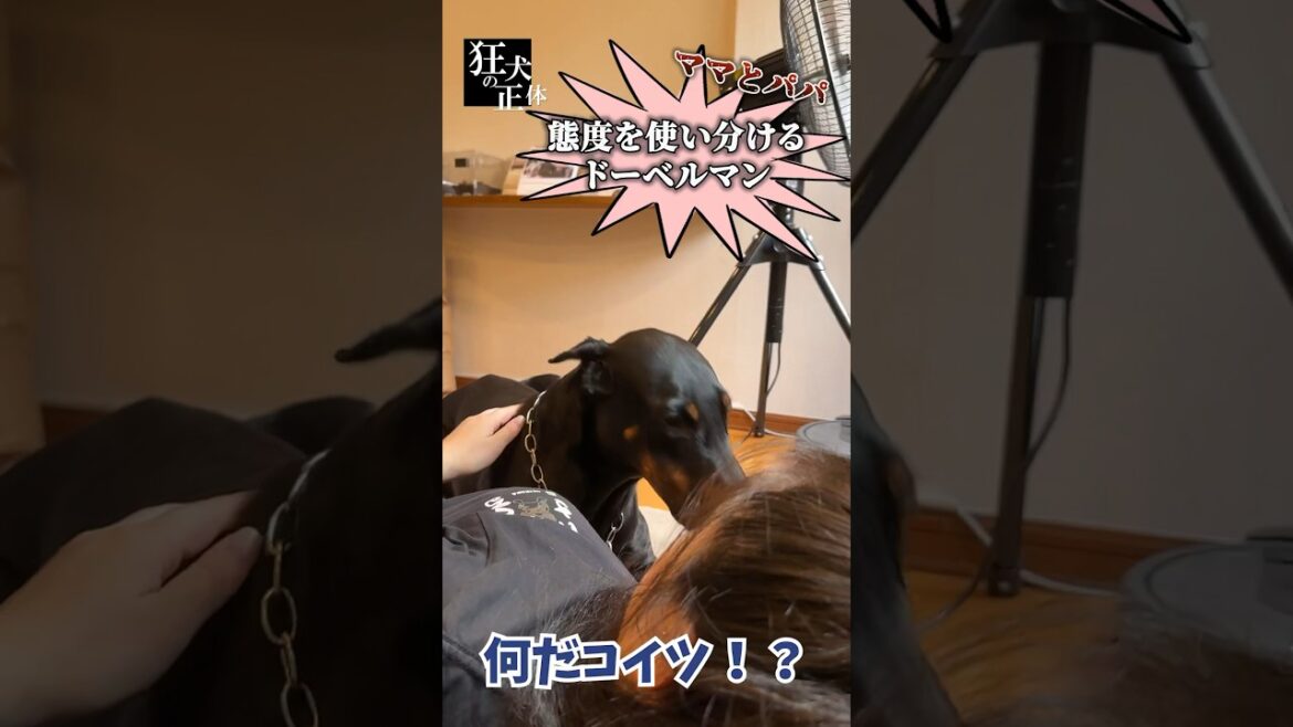 パパを断固と拒否するドーベルマン
