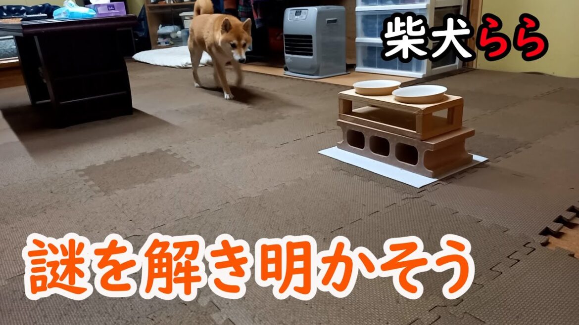 謎を解き明かそう
