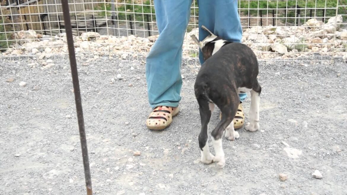 ボクサー犬の子犬2012.04.13-2