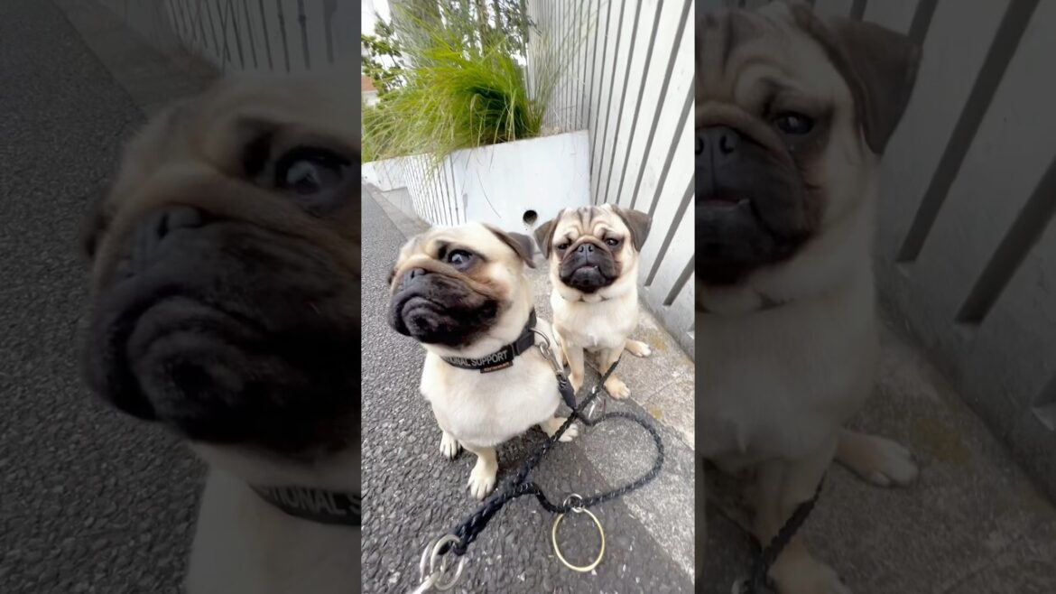 [パグ]我が道を行く弟犬🐶 (lil-bro-dog is free spirited) #shorts