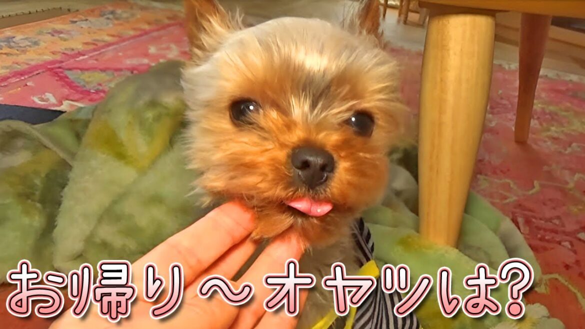 【ヨークシャテリア】ママの帰りよりオヤツが嬉しいヨークシャテリア【Yorkshire Terrier】