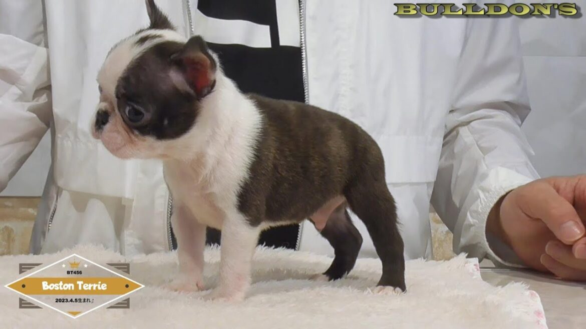 ☆ボストンテリア☆子犬☆ーブサカワ専門犬舎ーBULLDON'S