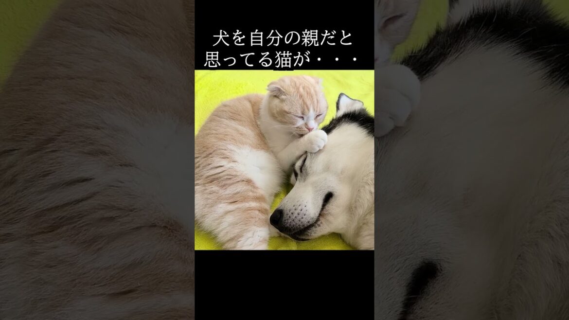 犬を自分の親だと思ってる猫がこちら...#猫
