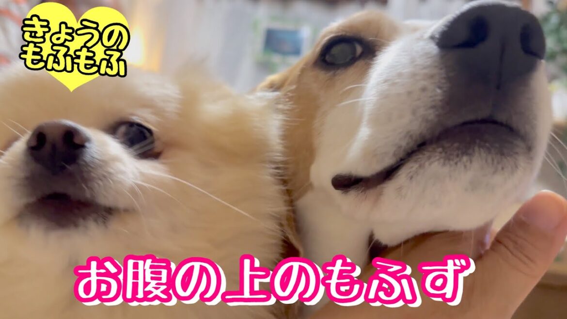 カメラに近過ぎ かわいすぎもふず【ビーグルさつきとポメ梵天】