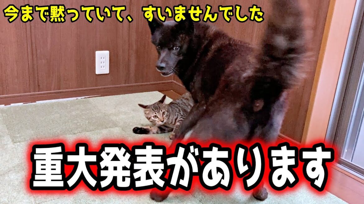 【甲斐犬一休と猫のしずく】重大発表があります。