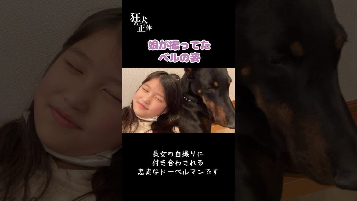 長女を子守するドーベルマン