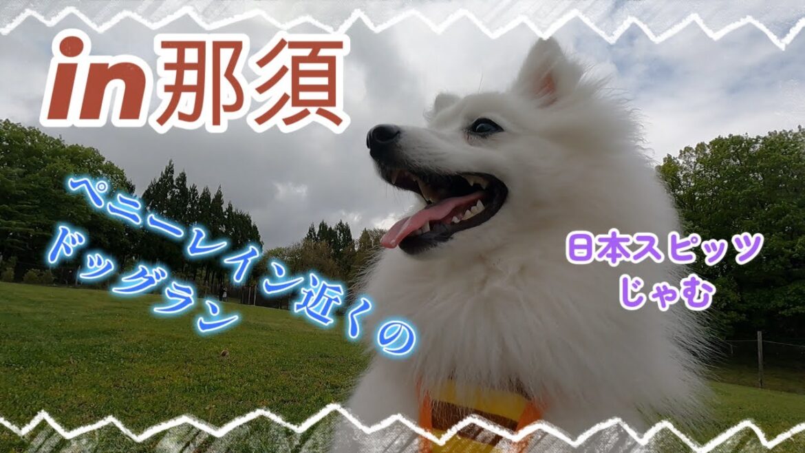 那須のドッグランは最高なのだ【ペニーレインの近くのカフェドッグラン】