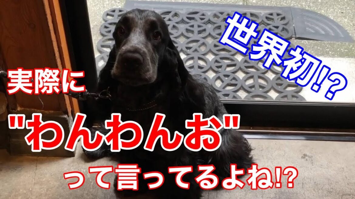 【ショート動画】実際にわんわんおと言ってしまうイングリッシュ コッカースパニエル【ちよ君】癒し