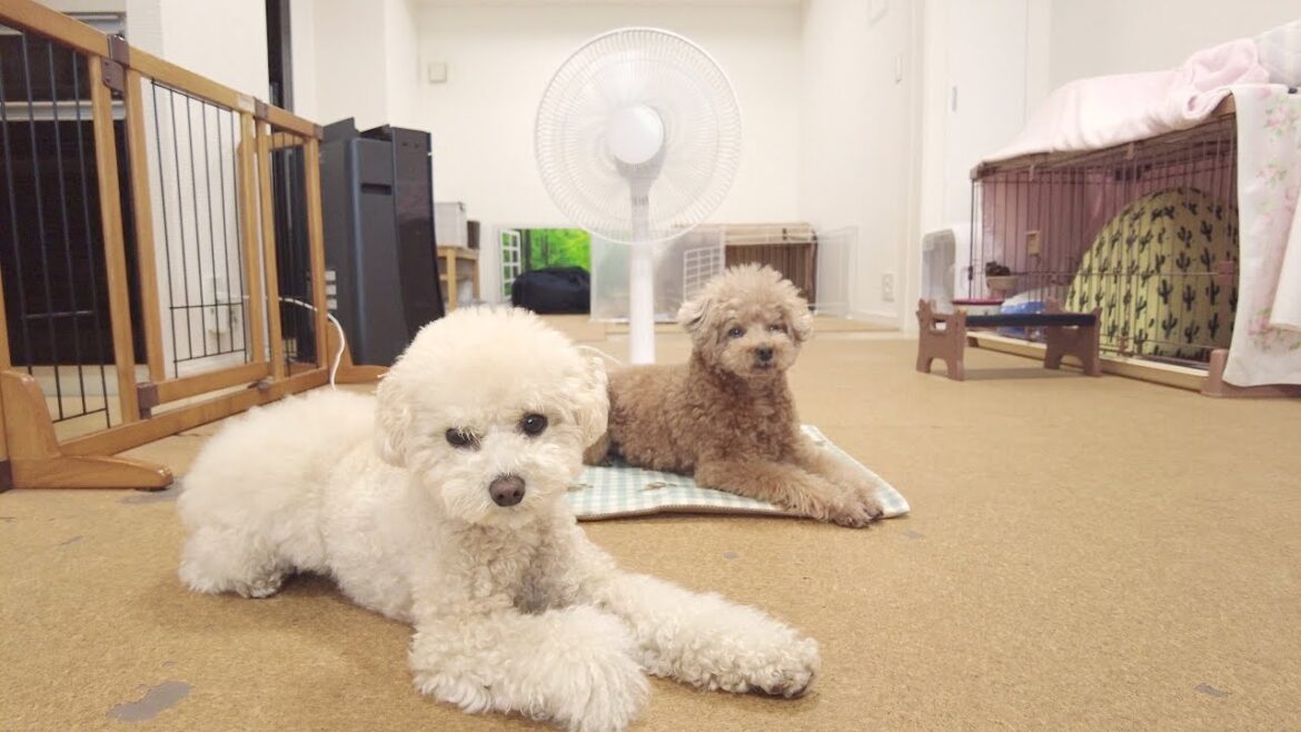 真夏日に今年初の扇風機を堪能する兄妹犬♪