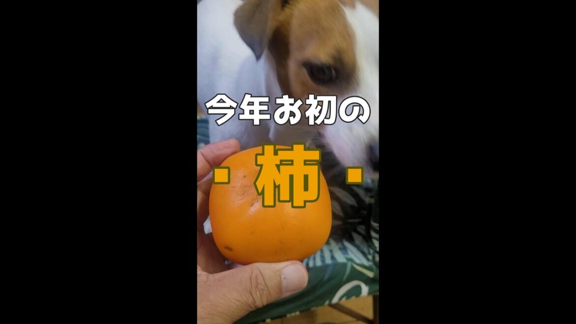 今年初柿うまい　#ジャックラッセルテリア🐶 #shorts