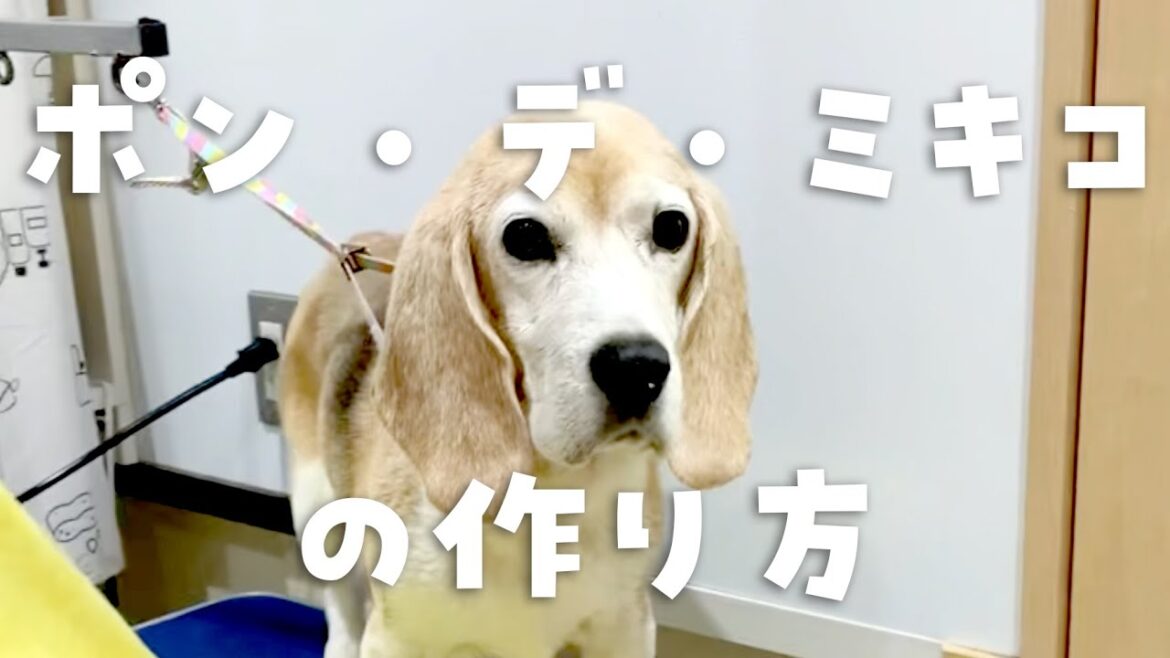 ポン・デ・ミキコの作り方＊魅力溢れる保護犬ビーグルミキコ＊Mikiko The Beagle＊