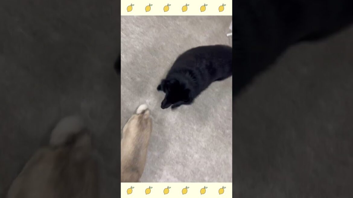犬のようちえん・ほいくえん・お泊りトレーニング・スキッパーキ#犬のしつけ#shorts