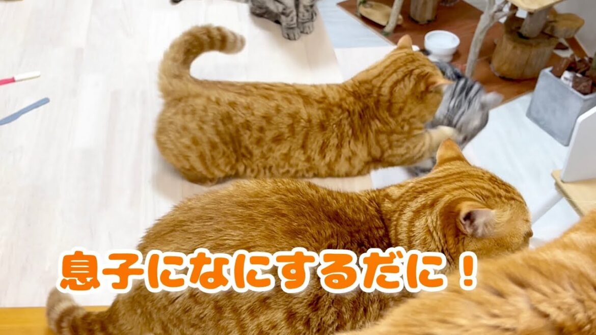 自分がちょっかい出すのはいいけどあいちゃんがクロくんにちょっかい出すのは許せなかった茶々パパ