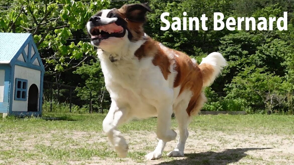 【日曜日の話】平凡なセントバーナードの日記The Diary of an Ordinary St. Bernard