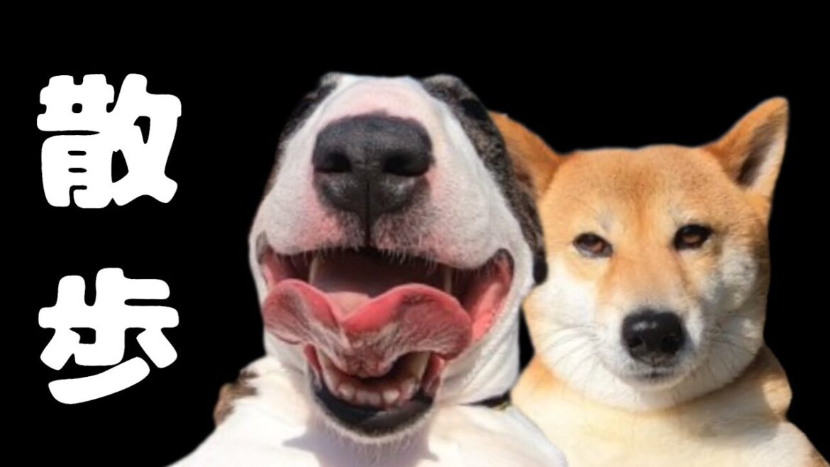 【柴犬】陰と陽【ブルテリア】 【柴犬】陰と陽【ブルテリア】
