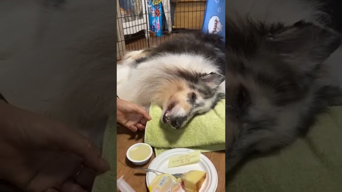 ラフコリー　イネちゃん　16歳のお誕生日