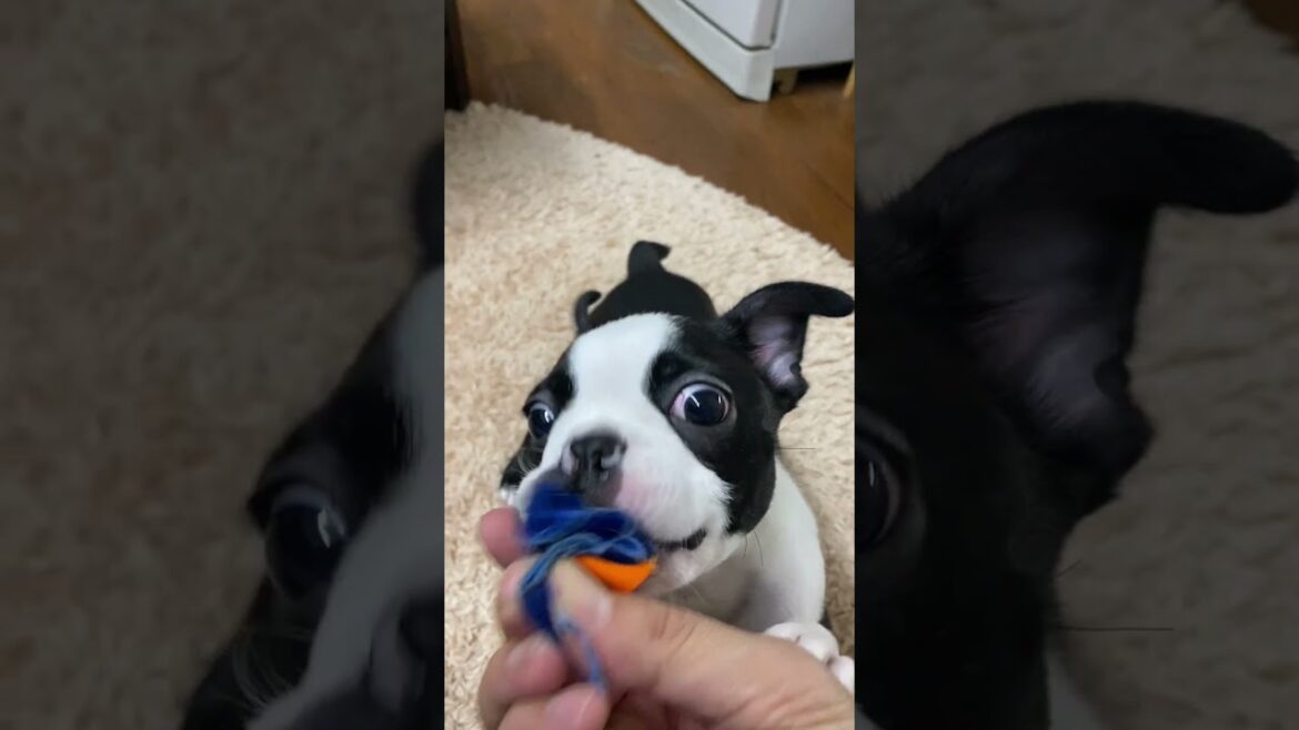 ボストンテリアが初めておもちゃで遊んだ結果