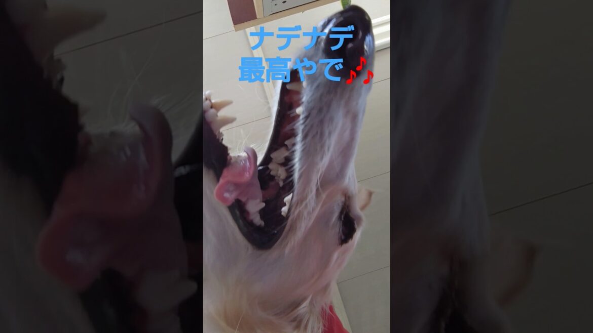 ゆるゆる顔のボルゾイ🐶🎵✨　Loose-faced Borzoi