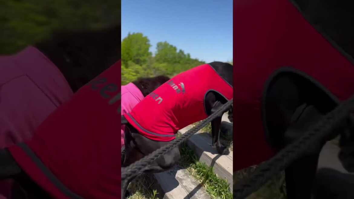 超大型犬 ニューファンドランド ボス君 グレートデン クィーンちゃん 大型犬 保護猫 多頭飼育 犬好き 猫好き 渡辺ボス 漫才 ブラックピットブル 展望台