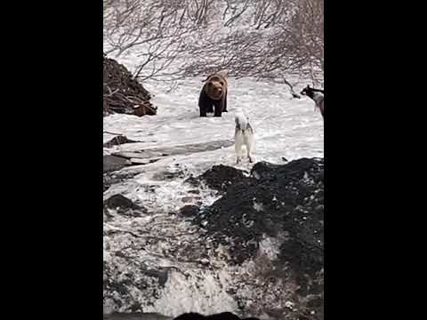 シベリアンハスキー3頭と熊1頭の戦い #shorts シベリアンハスキー3頭と熊1頭の戦い #shorts