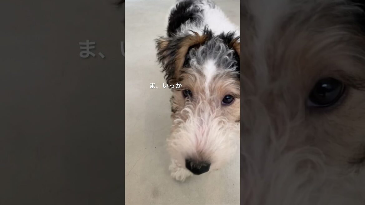【shorts】子犬時代のボール遊び/成犬の今と行動が一緒😆 #犬 #ワイヤーフォックステリア #子犬 #shorts