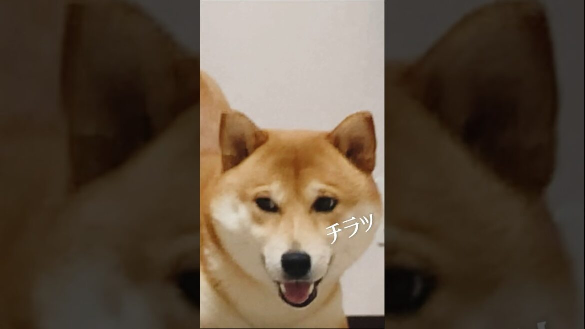 どっちが好き？【あるじのステップ】