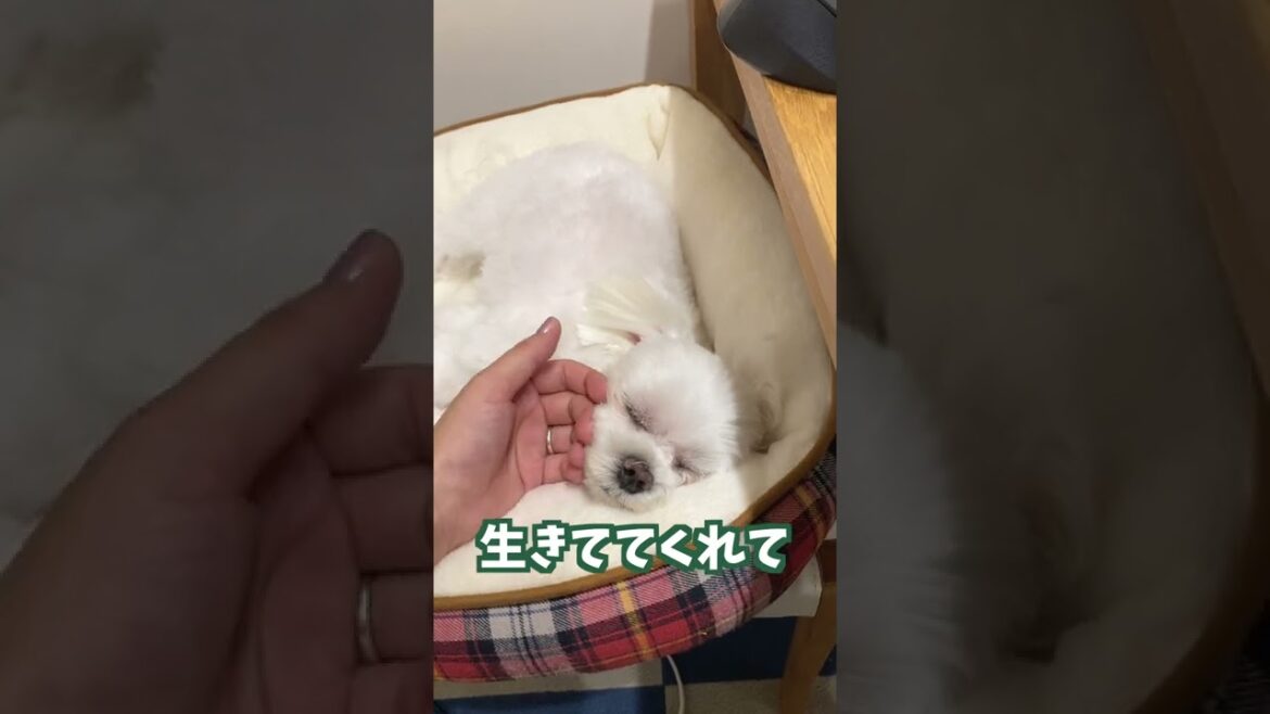 #Shorts難病を抱えていたマルチーズが無事3歳の誕生日を迎えました #Shorts難病を抱えていたマルチーズが無事3歳の誕生日を迎えました