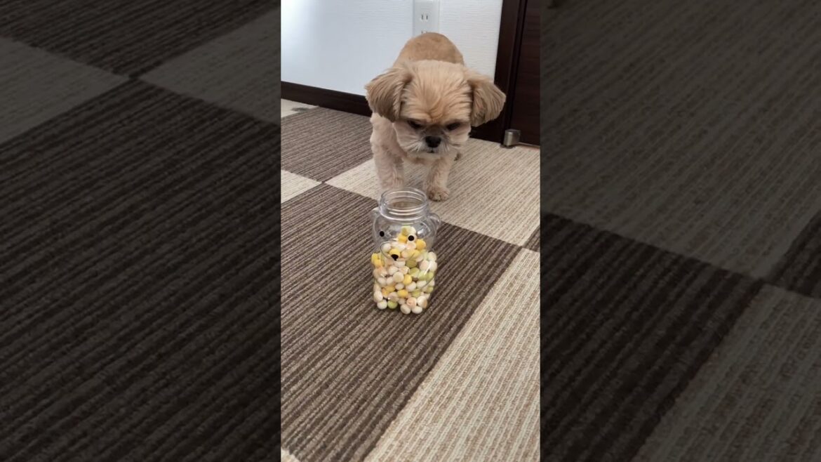 ボーロを詰め替える様子をじーっと眺める犬 チワワ×シーズー #shorts