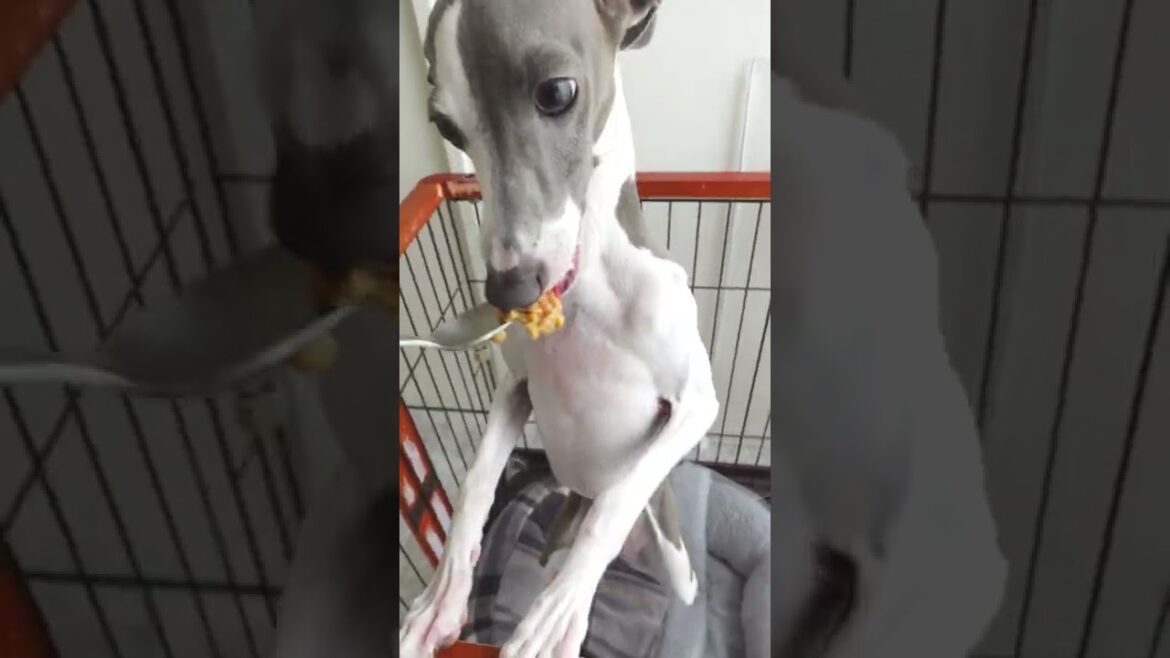 犬に納豆をあげたらベッドに落ちてナットウデキタナーイゼになったw【イタグレ】#Shorts