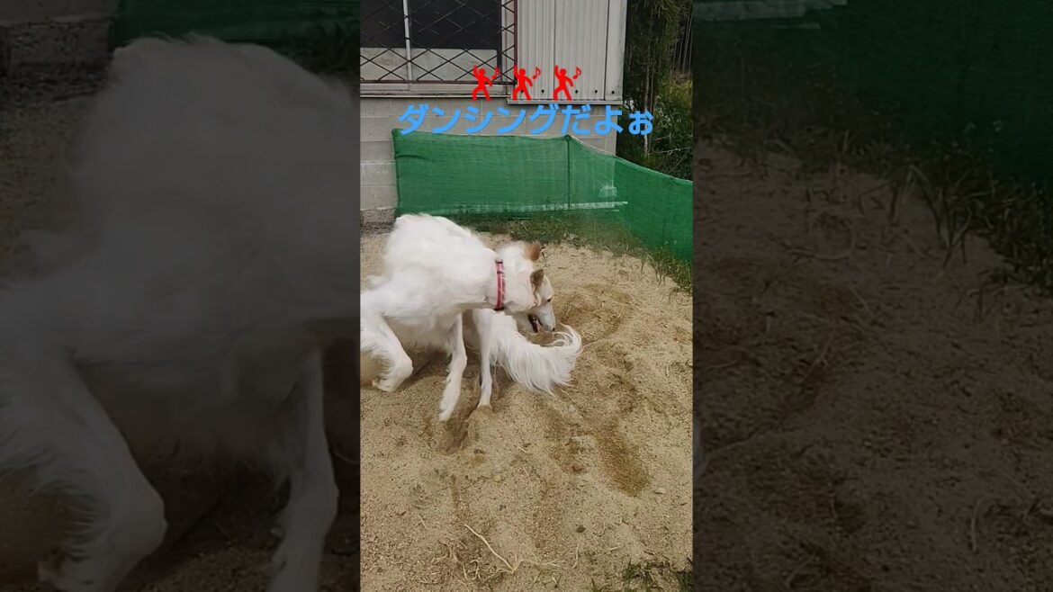 ダンスをするボルゾイ🐶🎵😊　Borzoi dancing