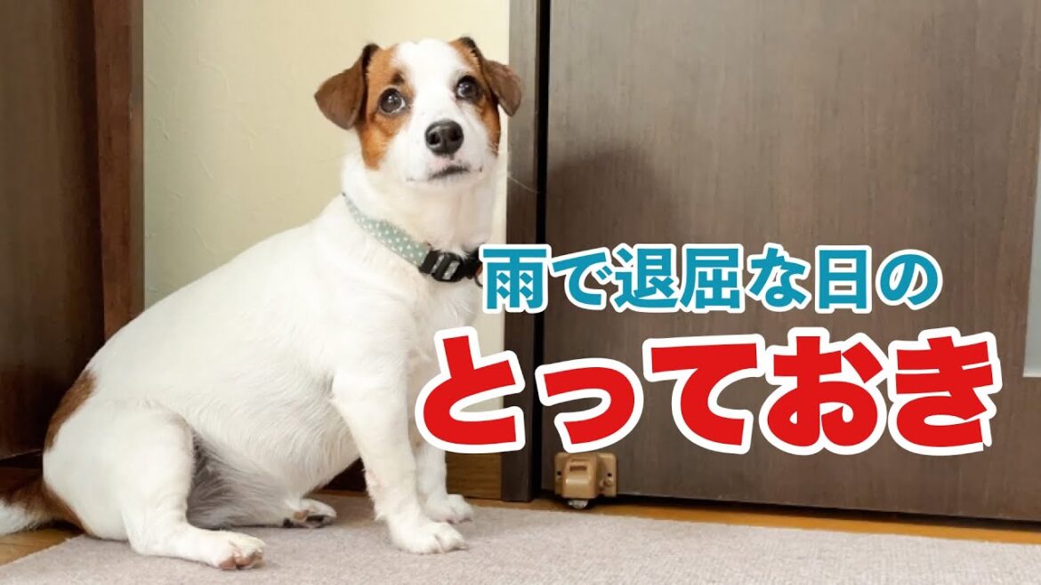 【大興奮‼︎】捕まえられない『アレ』捕まえちゃった！ジャックラッセルテリア