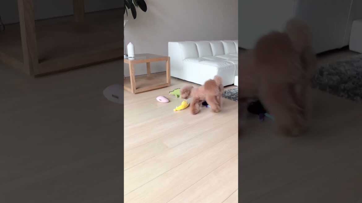 おもちゃの名前を理解するトイプードル #shorts #dog #toypoodle
