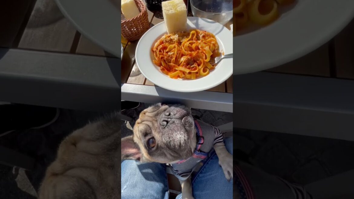 いい匂いするね、僕にもちょうだい笑☆フレンチブルドッグの看板犬ぶーちゃん#shorts