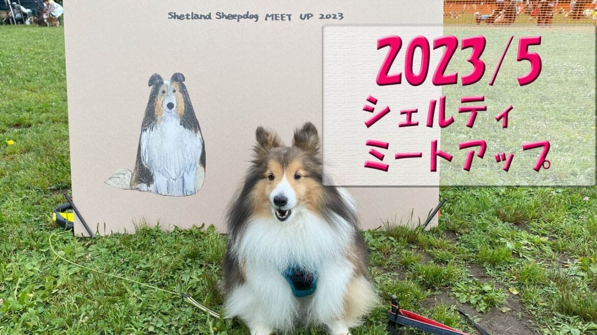 かわいいシェルティ　シェルティミートアップ2023