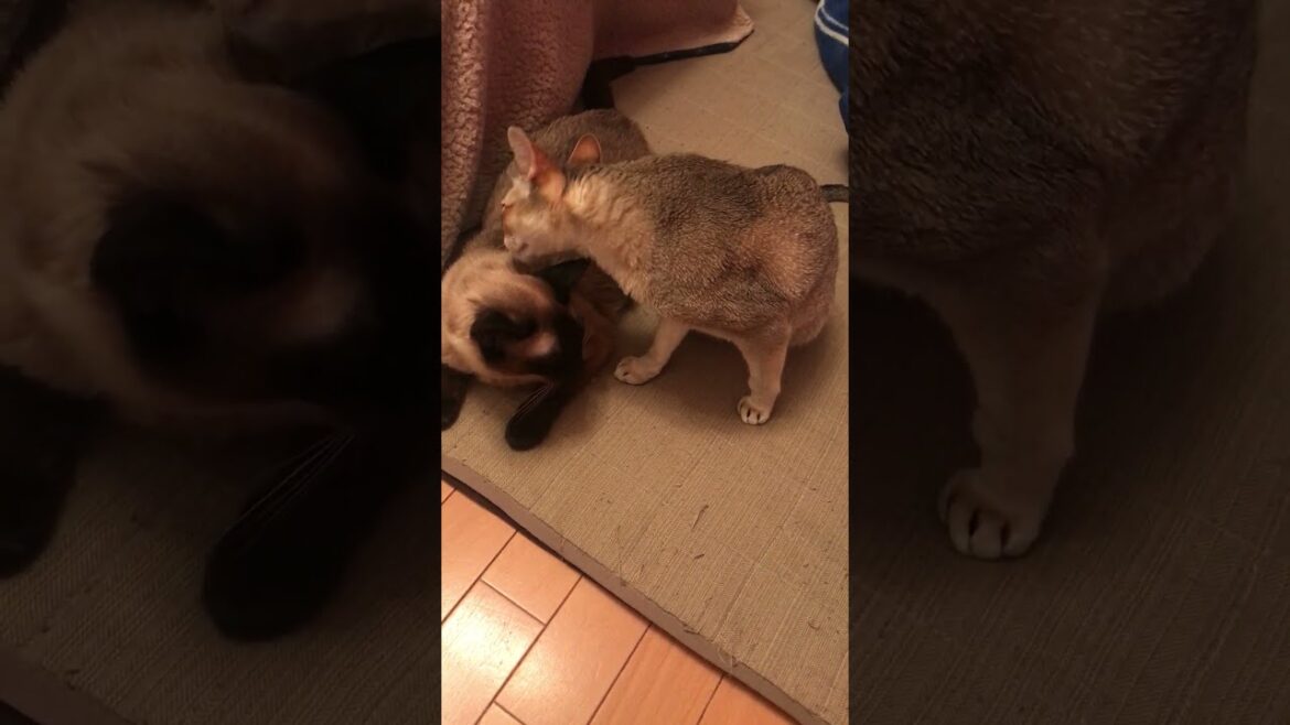 たぬき猫を思う存分ペロペロできたシンガプーラなのにゃ♪