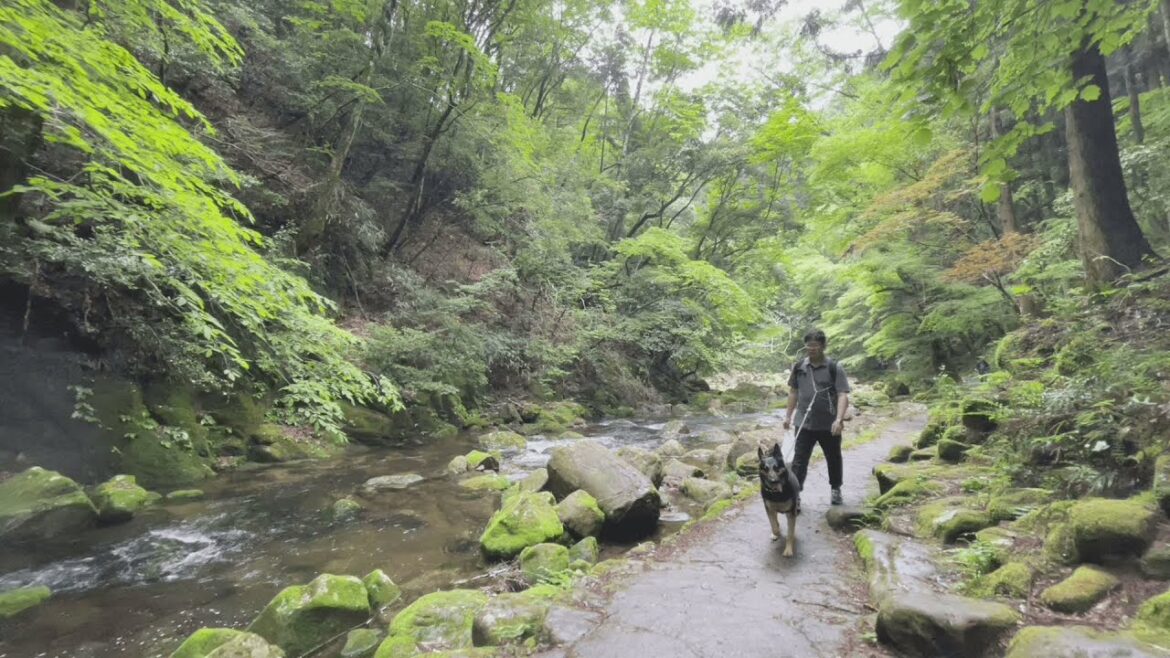 愛犬と一緒にまるでもののけ姫の世界へ行ってきました！【ジャーマンシェパード】