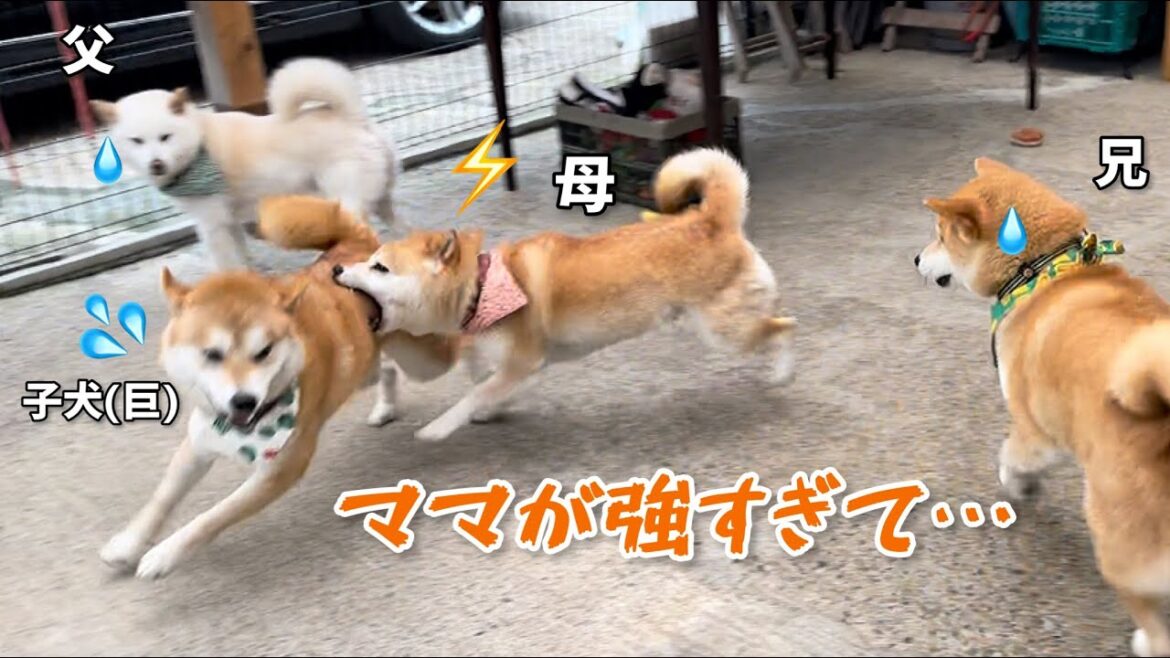 冬眠から復活した柴犬みかんママが相変わらず超強くて可愛いw