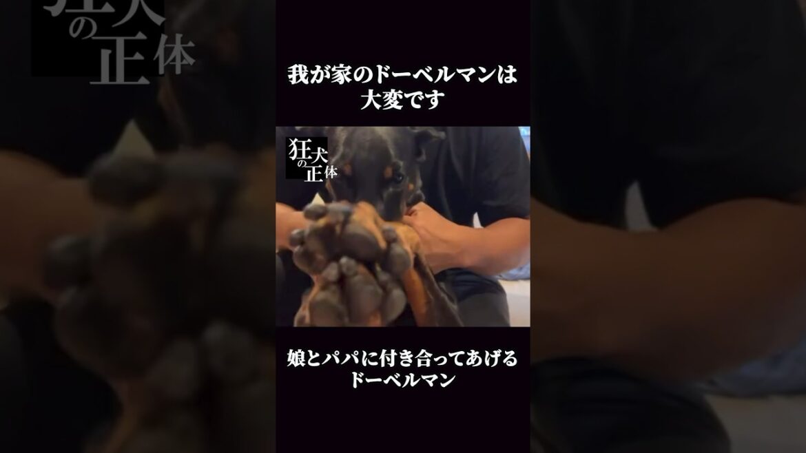 飼い主の機嫌を取るドーベルマンの姿