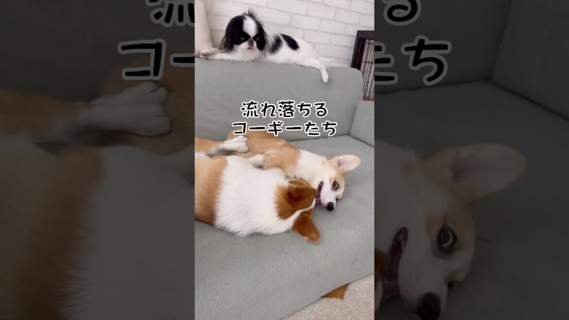 流れ出るコーギーたち #コーギー子犬 #コーギー #コーギー多頭飼い #ココちゃんファミリー #ペット