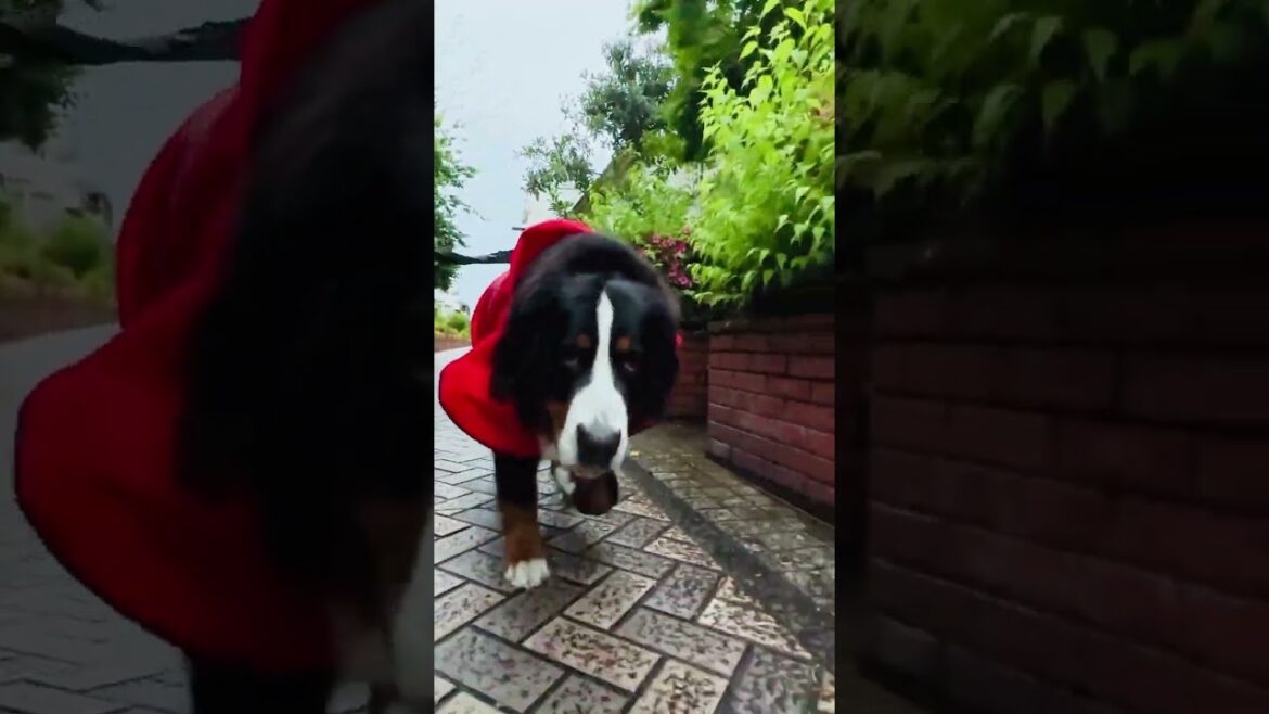 雨上がりにお散歩するバーニーズマウンテンドッグ