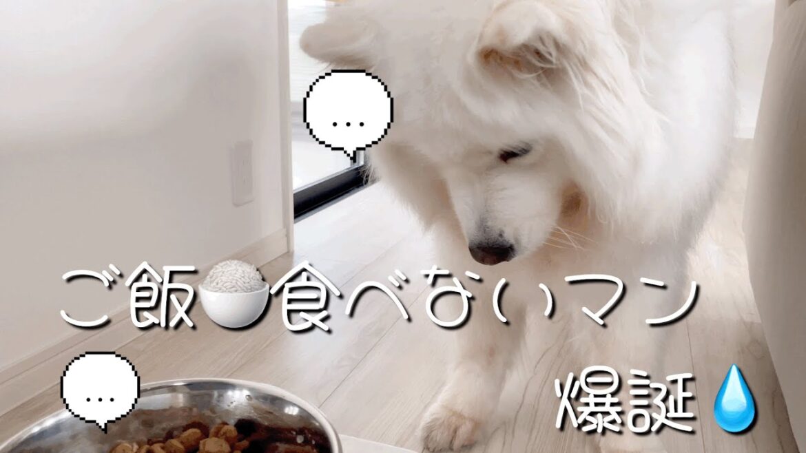 新居に緊張して赤ちゃん返りしてしまう、サモエド犬ミール🥺