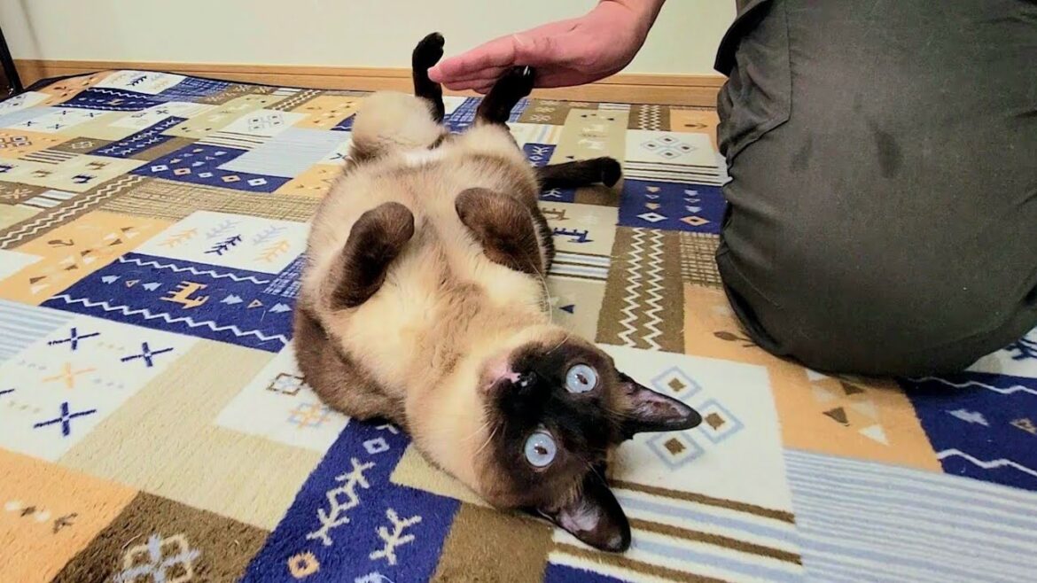 「ここでゴロゴロしてなさい」って言ったら即ゴロゴロ転がるシャム猫
