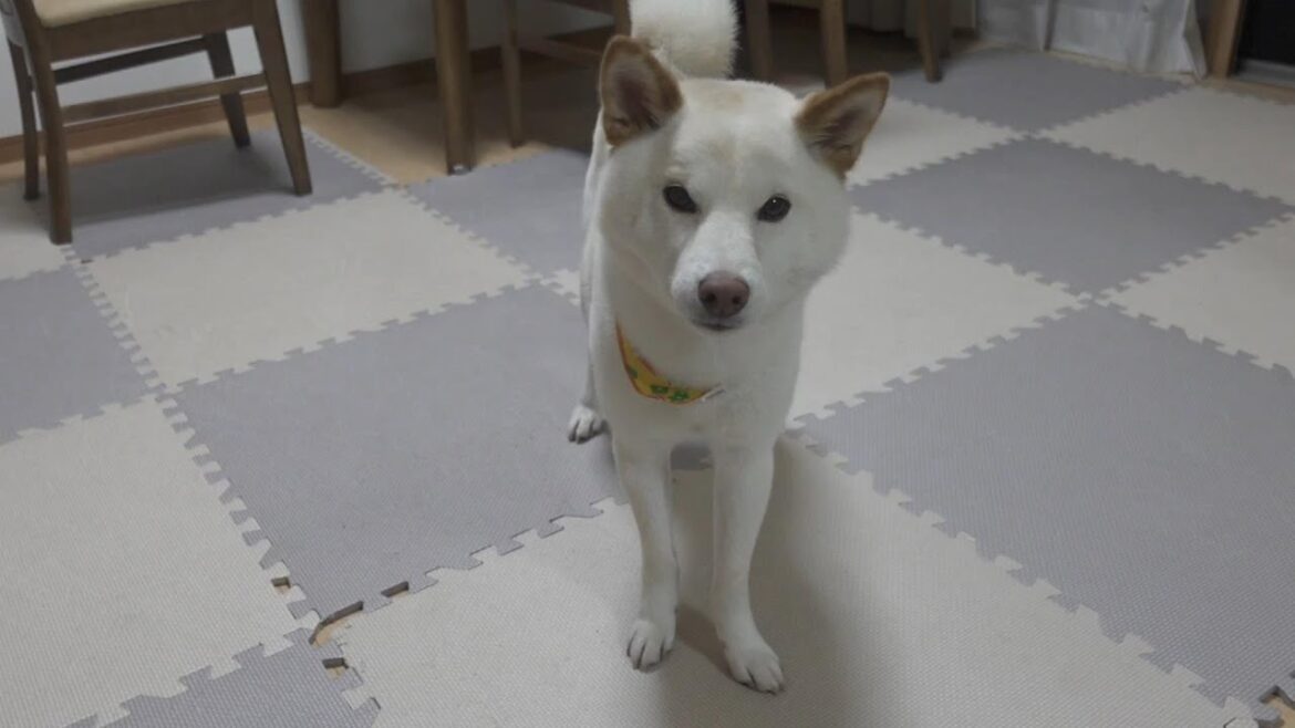 【悲報】ツンデレを発動した柴犬にパパ好き？と聞いてみたら…泣