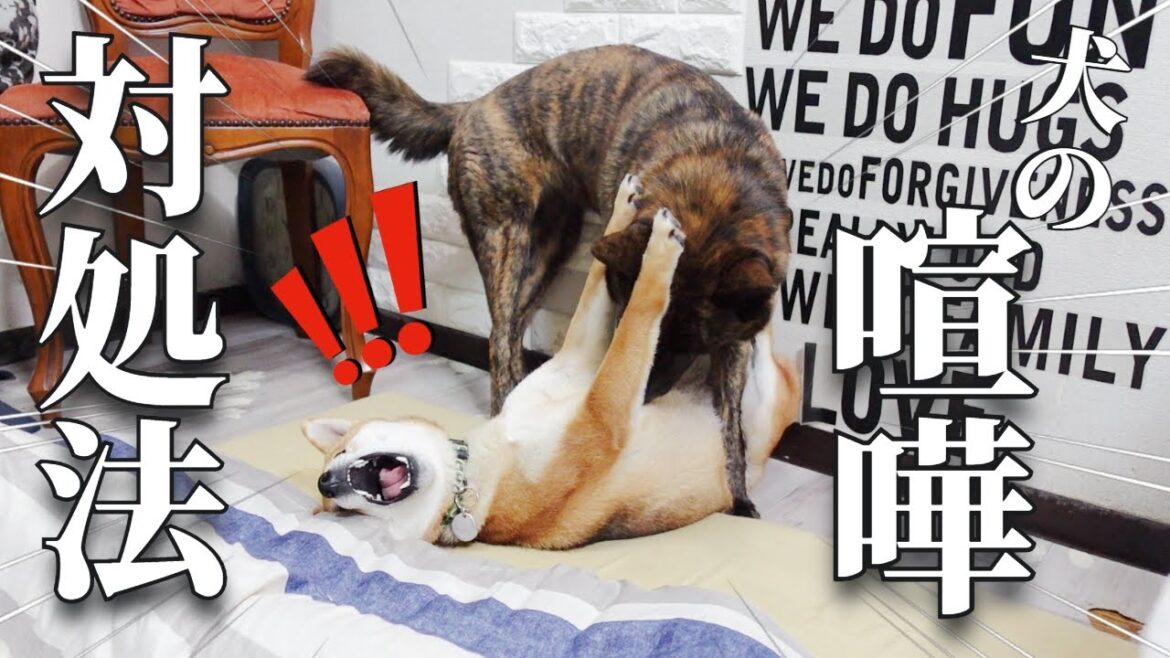 【閲覧注意】我が家の犬の喧嘩の止め方はこうです‼【甲斐犬・柴犬】